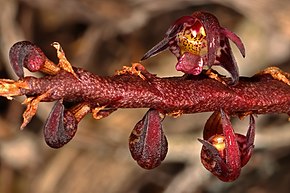 Resim açıklaması Bulbophyllum scaberulum var.  scaberulum 5Dsr 4770.jpg.