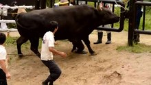 File:Bullfighting in Yamakoshi, Nagaoka 2.webm