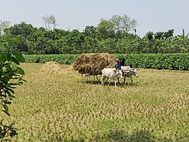 Bullock Cart (gorur gaadd'i), Rural Bengal 2.jpg