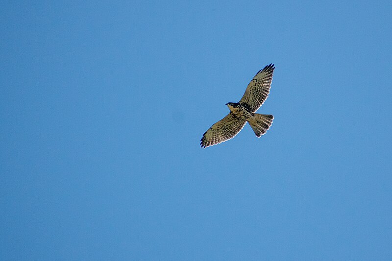 File:Buteo albigula 257623918.jpg