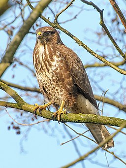 Buteo buteo -Netherlands-8