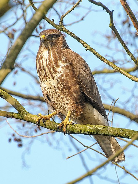 Buteo