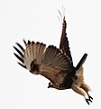 Buteo japonicus japonicus in flight