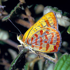 CSIRO ScienceImage 998 Hypochrysops byzos Lycaenidae.jpg