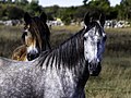 * Nomination: Cabalos en Hamra, Gotland.Eu, como posuidor dos dereitos de autor desta obra, pola presente publícoa baixo a seguinte licenza: --Beninho 17:11, 10 August 2021 (UTC) * * Review needed