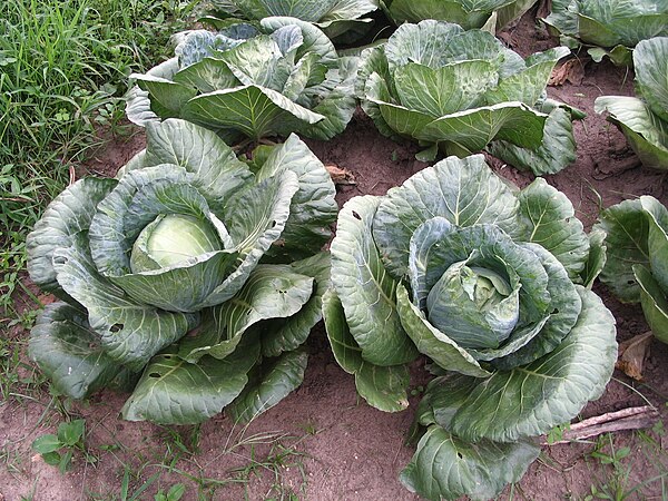 Brassica oleracea (cabbage family)