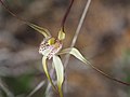 Caladenia denticulata subsp. denticulata