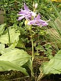 Miniatura para Calanthe sylvatica