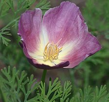 Eschscholzia californica cultivar