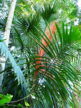 <i>Calyptrocalyx</i> Genus of palms