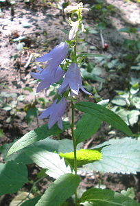 Campanula latifolia bgiu.jpg