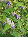 Campanula trachelium, Dzwonek pokrzywolistny, 2019-08-09