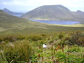 Illustrasjonsbilde av artikkelen Campbell Island (New Zealand)