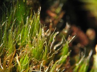 <i>Campylopus introflexus</i> Species of moss