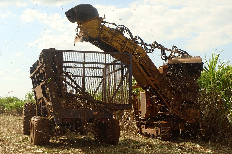 File:Canaviais Piracicaba 05 2009 5809.JPG