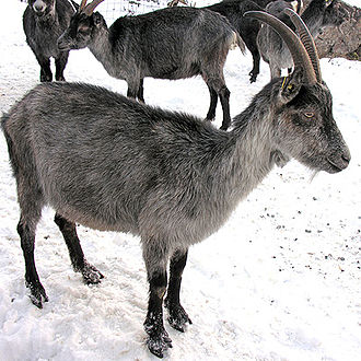 graue Ziegen im Schnee