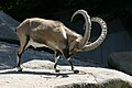 Альпійський козел (Capra ibex)