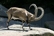 Нубийская коза, Tierpark Hellabrunn - 04.jpg