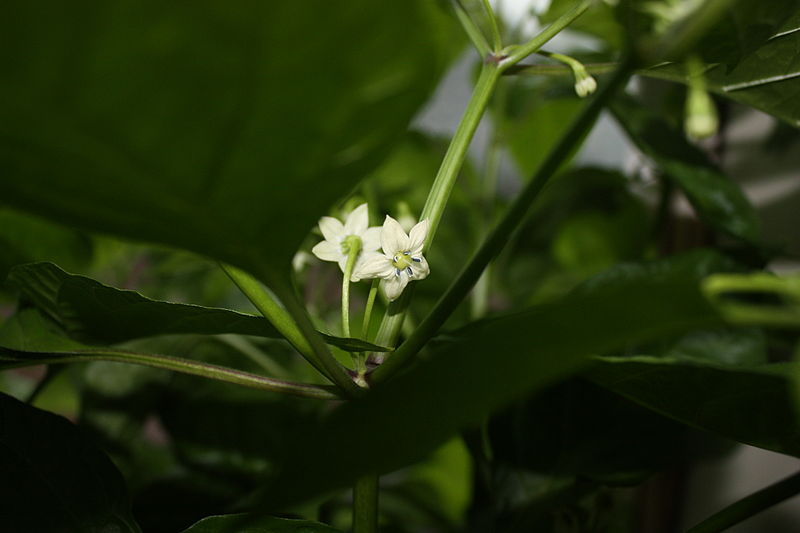 File:Capsicum chinense flower close-up.jpg