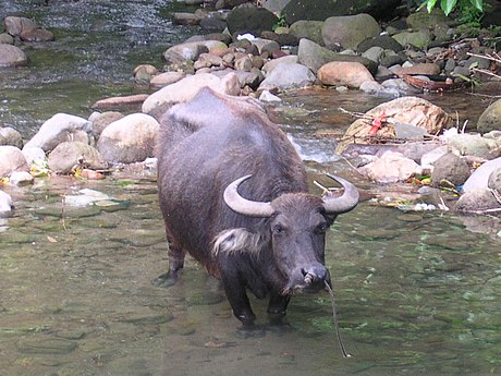 Bubalus bubalis carabanensis