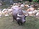 Carabao (animal)