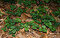 Kleeblatt-Schaumkraut (Cardamine trifolia)