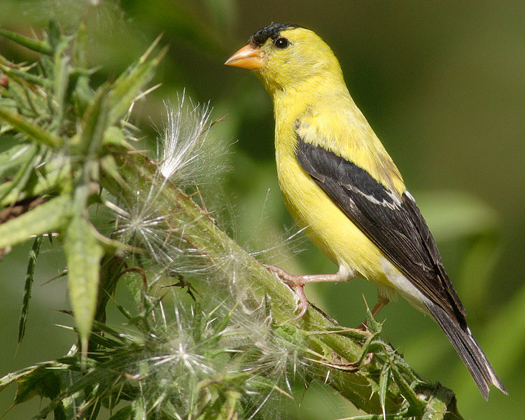 File:Carduelis-tristis-001.jpg