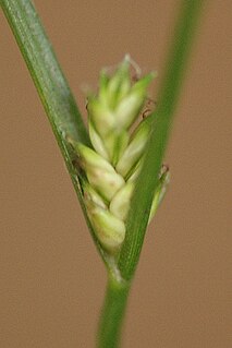 <i>Carex remota</i> Species of plant in the genus Carex