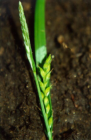 <i>Carex hendersonii</i> Species of plant