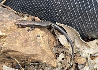 <i>Carinascincus coventryi</i> Species of lizard