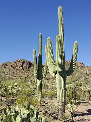 <span class="mw-page-title-main">Saguaro</span> Species of cactus in the Sonoran Desert