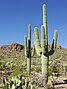 Carnegiea gigantea in Saguaro National Park near Tucson, Arizona during November (58).jpg