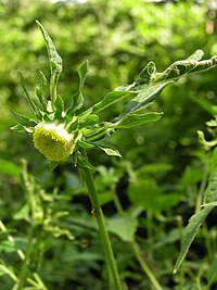 C. cernuum, nickört