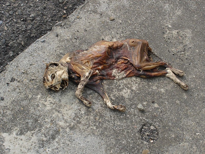 File:Cat's Corpse.jpg