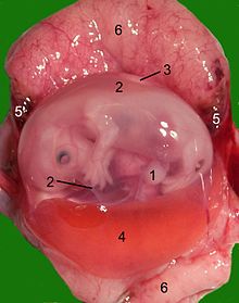 Catfetus1.jpg