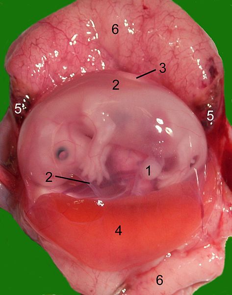 File:Catfetus1.jpg