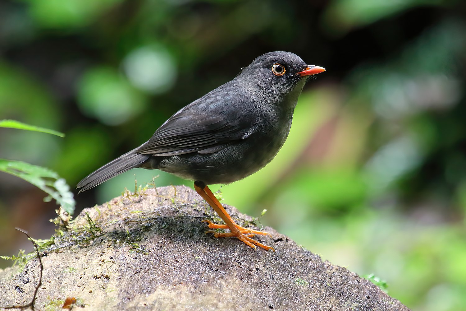 Black-billed nightingale-thrush - Wikiwand