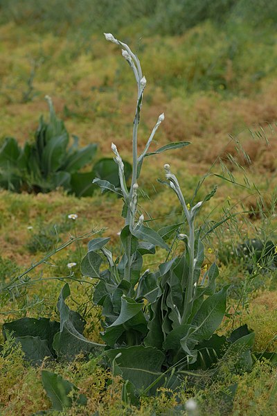 File:Centaurea kurdica 1.jpg