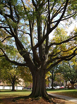 <span class="mw-page-title-main">Atlanta tree canopy</span> Tree coverage in Atlanta