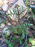 Miniatura per Centranthus calcitrapae