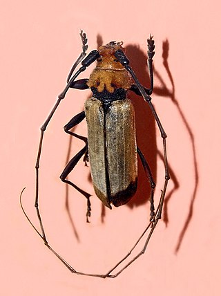 <i>Purpuricenus laetus</i> Species of beetle