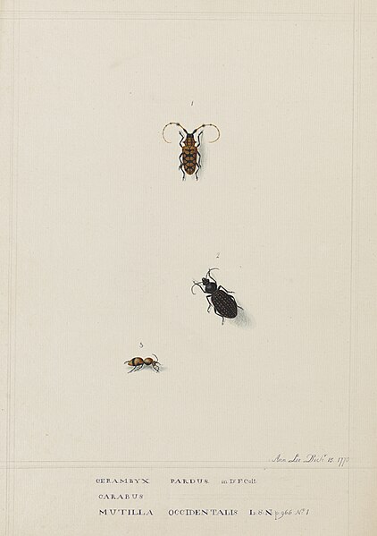 File:Cerambyx Pardus, Carabus and Mutilla Occidentalis - Ann Lee - 107-1973-59.jpg