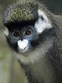 Cercopithecus ascanius Kočkodan černolící ZOO Děčín