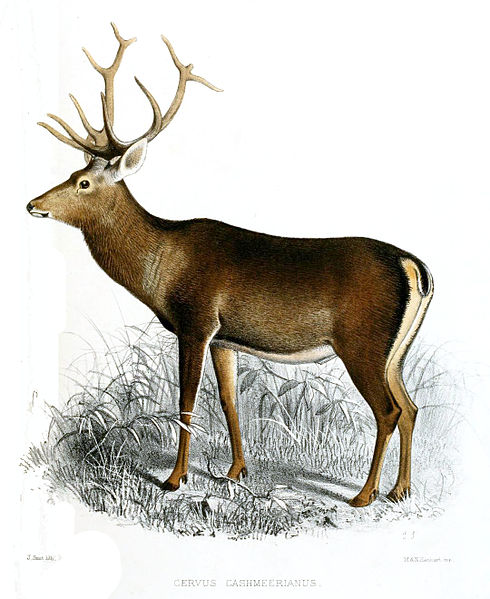 File:Cervus cashmeerianus Smit.jpg