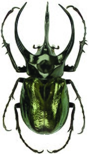 Миниатюра для Chalcosoma atlas