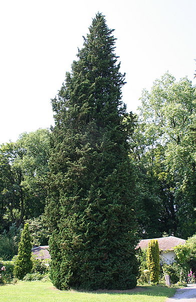 File:Chamaecyparis Lauwsoniana 'Wisselii' JPG.jpg