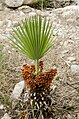 Chamaerops humilis