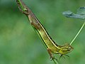 Chameleon hanging on plant view from Koovery