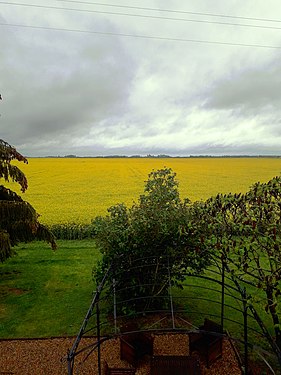 Champ de colza dans le Val de Loire (3)