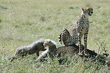 220px-Cheetah_and_little_cheetahs.jpg